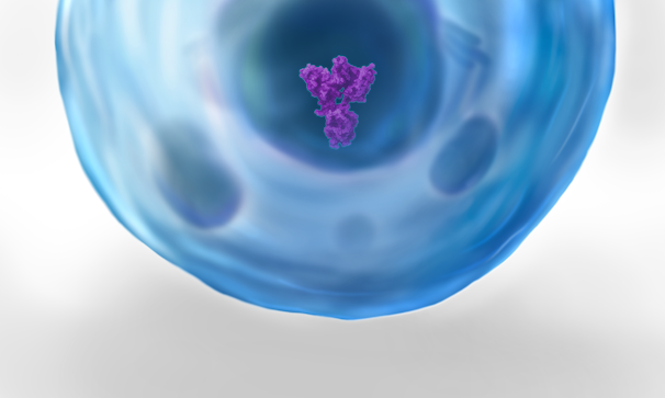 Purple target protein inside a blue eukaryotic cell with darker blue organelles.